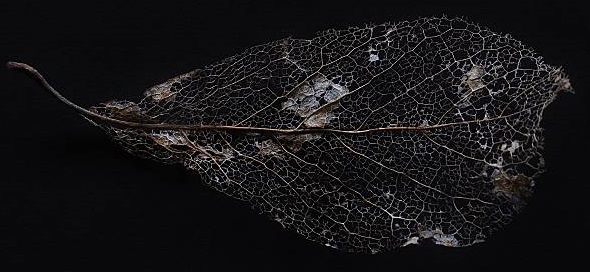 A beautifully dried leaf isolated on black depicts nature's beauty.